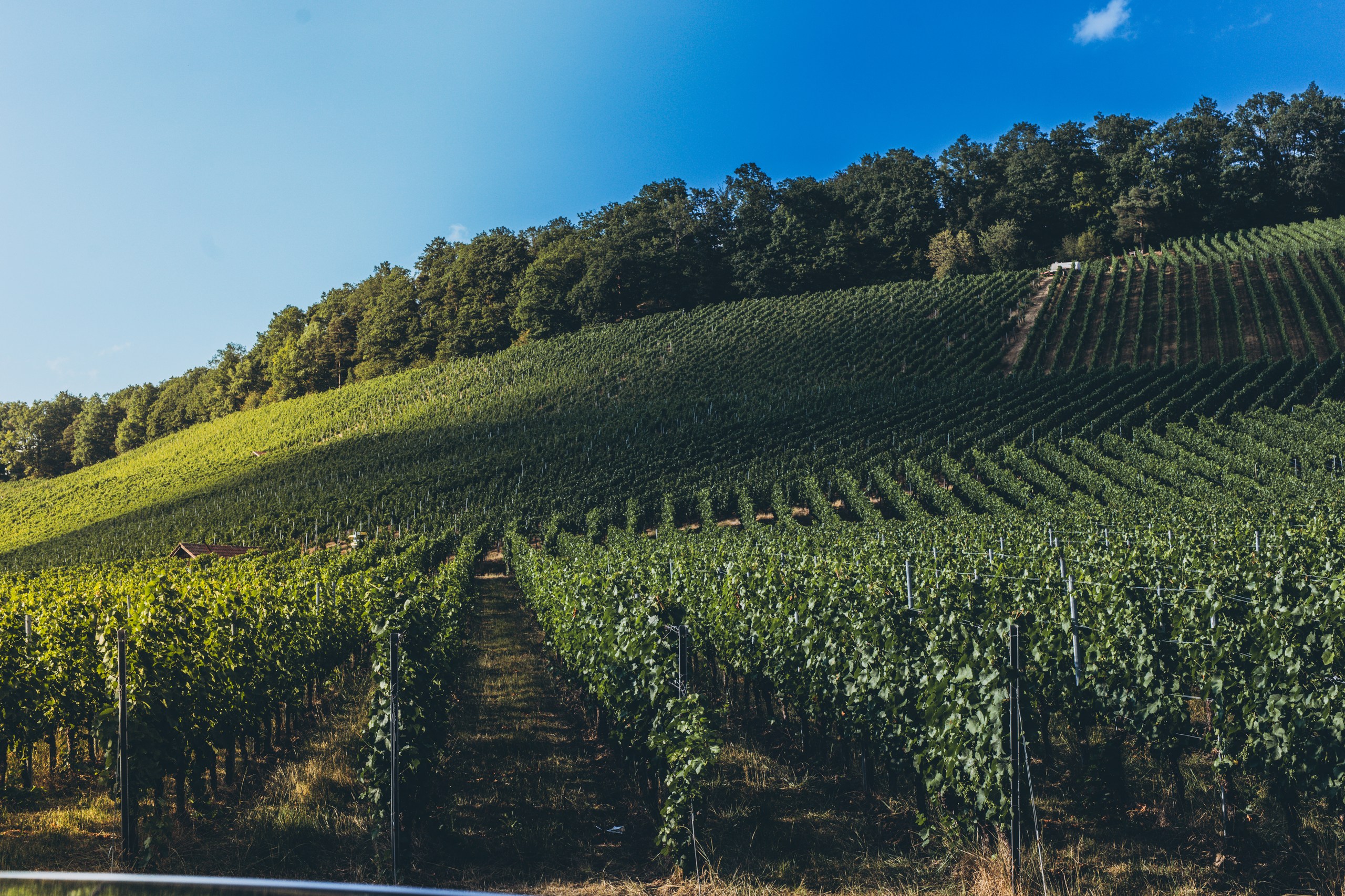 Weinberge mit Rebzeilen an einem Hang bei Beilstein